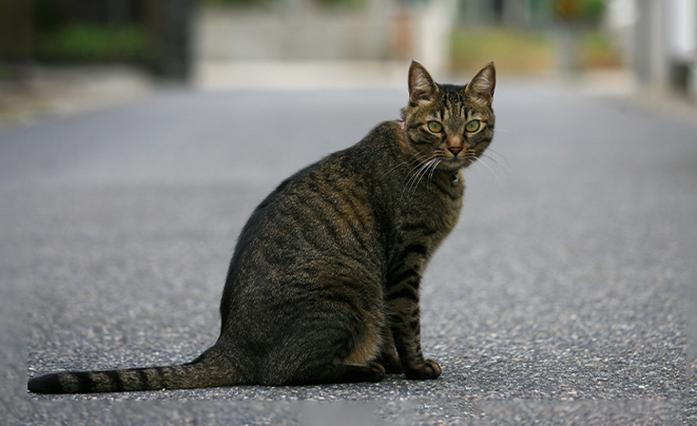 日本猫 ニッセンライフのペット保険